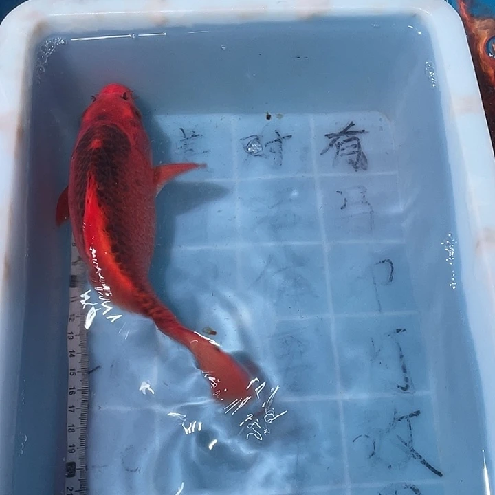 蝴蝶鲤鱼渔场直发41