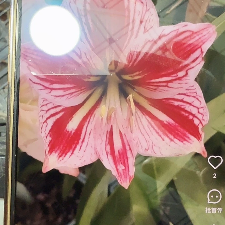 响尾蛇直径5+3颗装