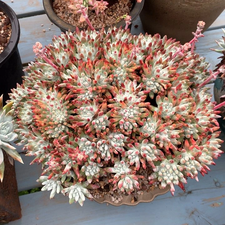 超大雪花群生，多肉植物