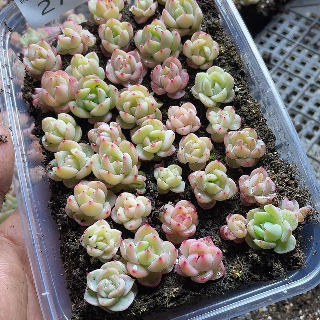 招**喵m55珍妮混一物一拍279