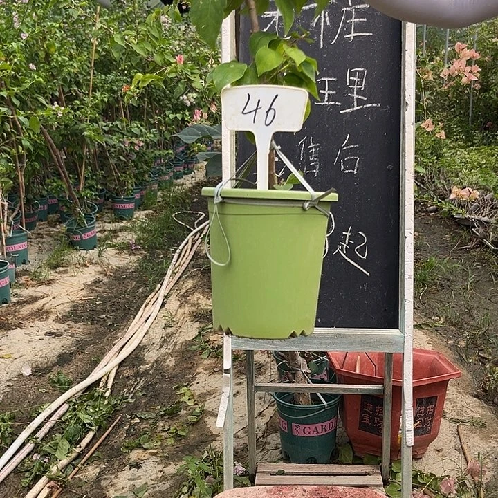 无花朵三角梅三角梅46