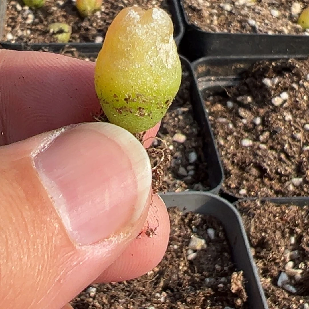 量拍拉登一颗，多肉植物