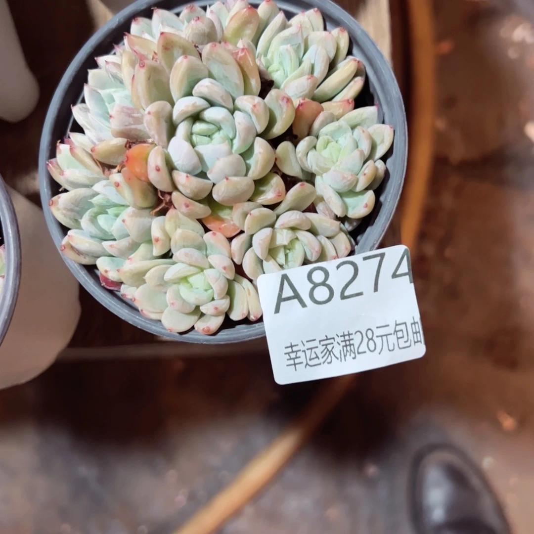 开*幸运的是我的朋友