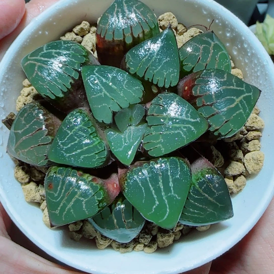 爱神克母本多肉植物