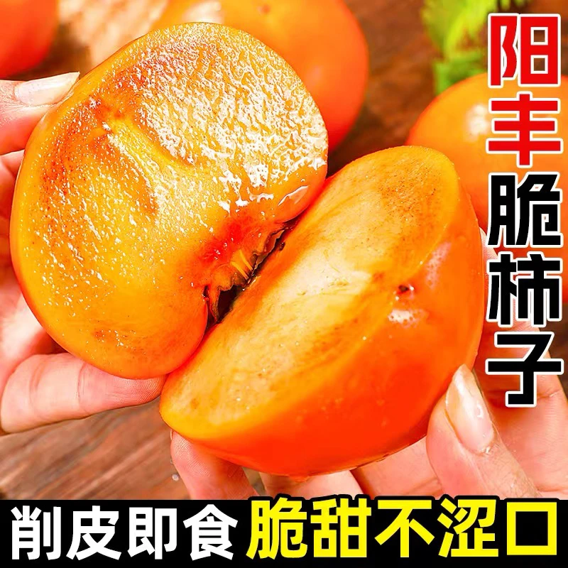 【高书记推荐】正宗阳丰巧克力脆柿5斤纯甜不涩口新鲜采摘