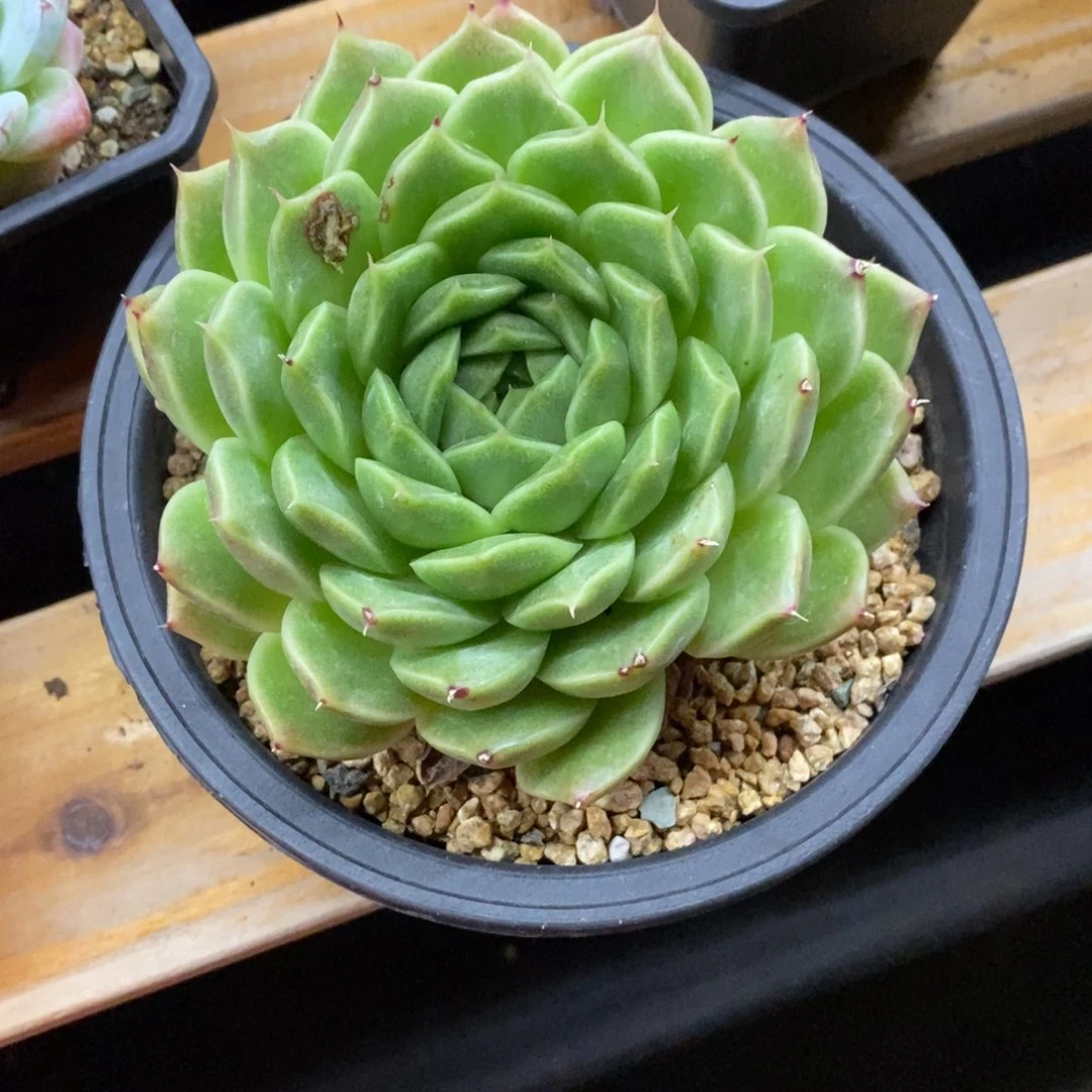 精品多肉一物一拍不包整117