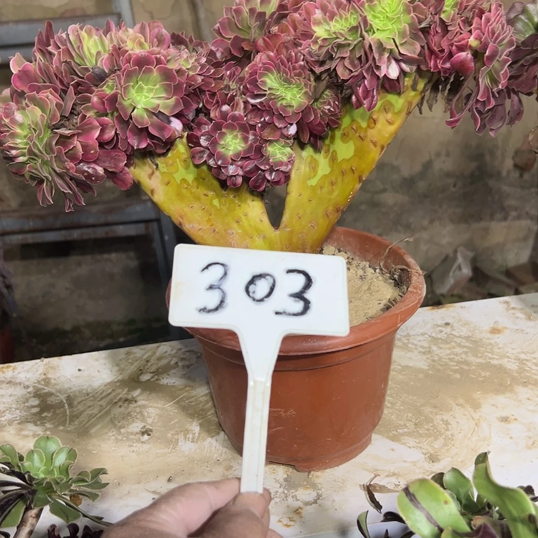 多肉植物美杜莎缀花303