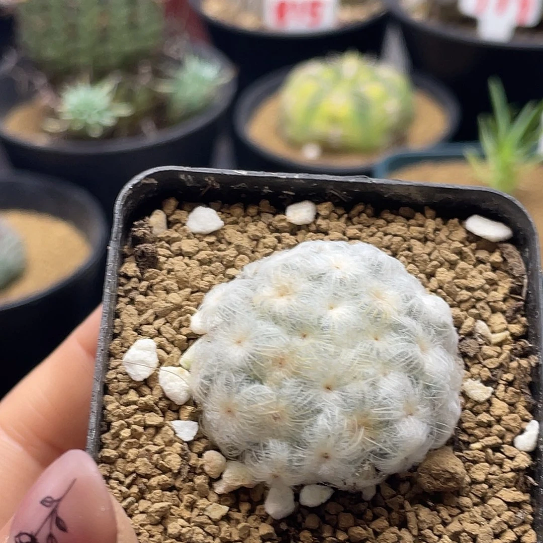 佛头白星仙人球仙人球