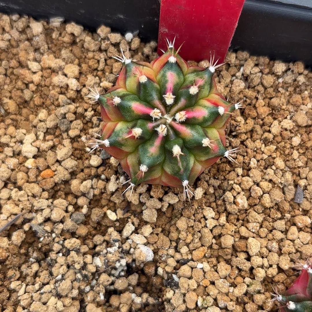 楹***活197-1111泰国发货多肉