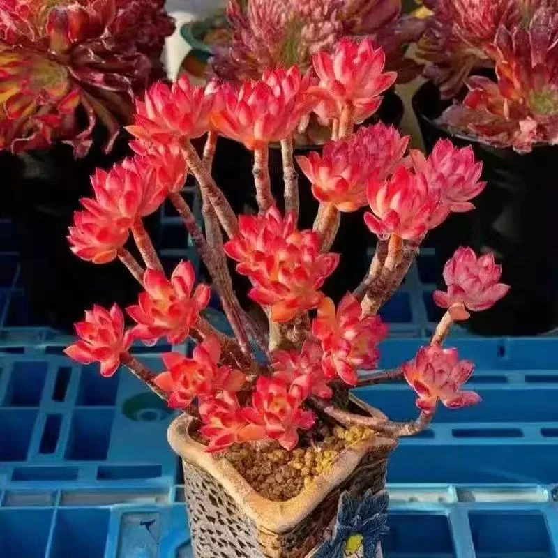 沙漠红玫瑰 多肉植物 好看好养 室内外养不死植物