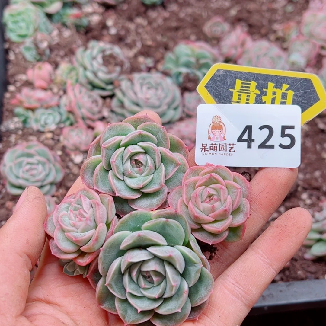 多肉植物多肉植物