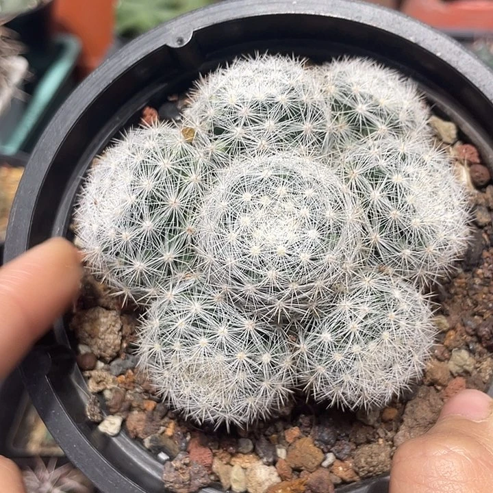 实生满月仙人球一颗