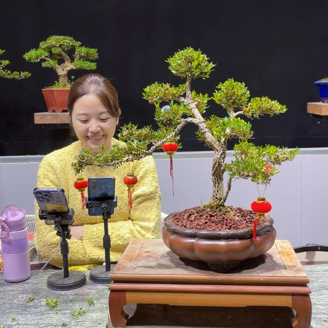 四季常青老桩黄杨盆景最****8