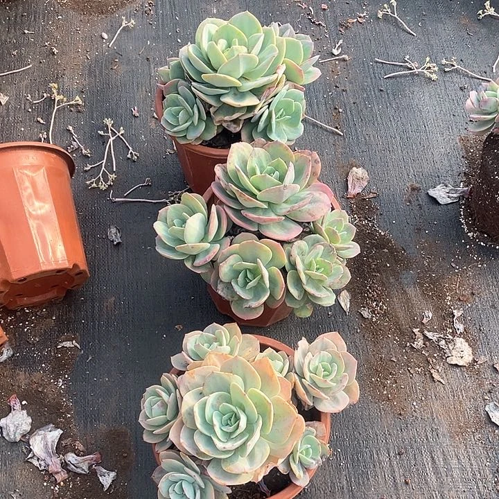 五头起无砍血凤23.8 量拍多肉