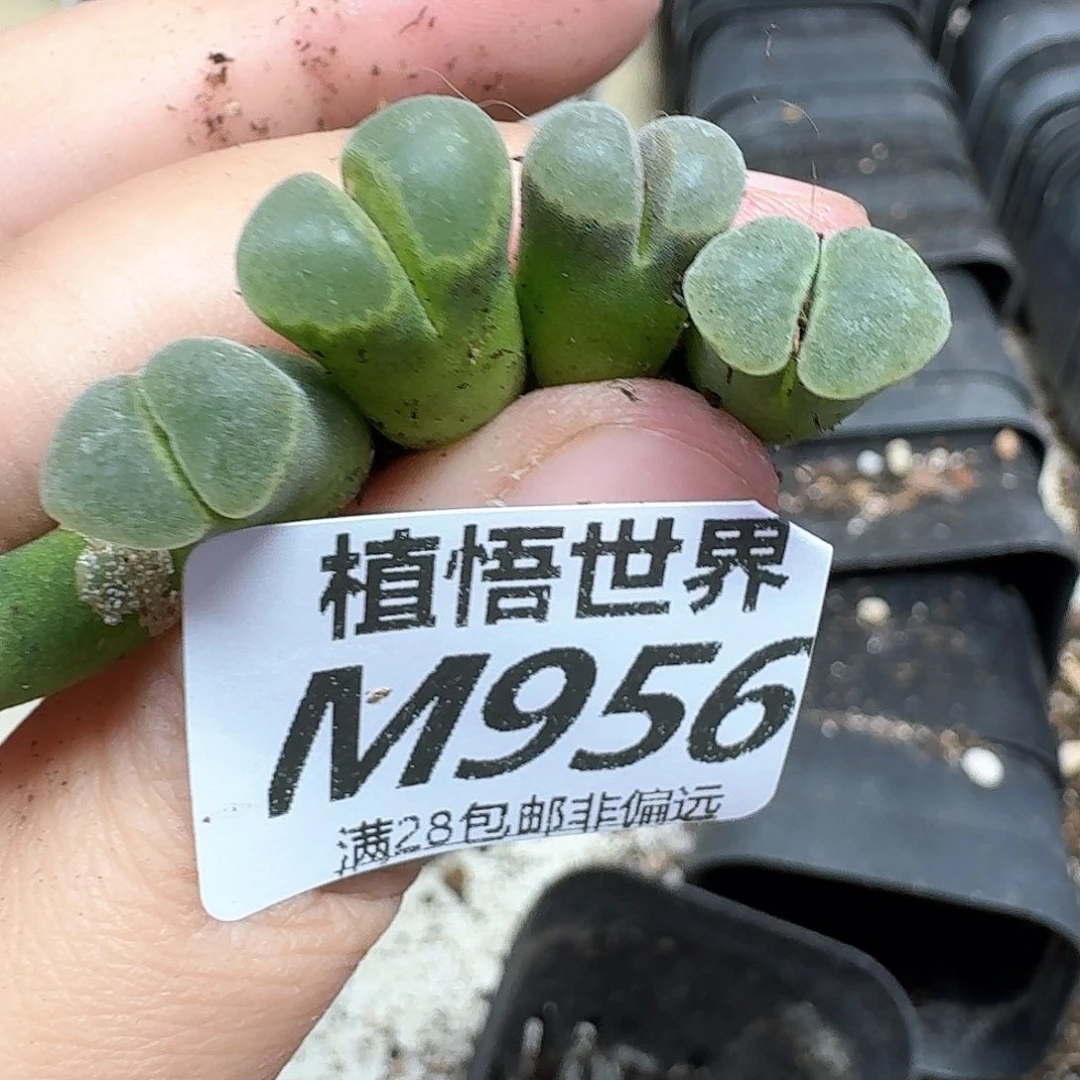 多肉植物的人生额分