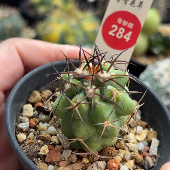 实生狂刺龙爪球海龙玉3.4cm有斑