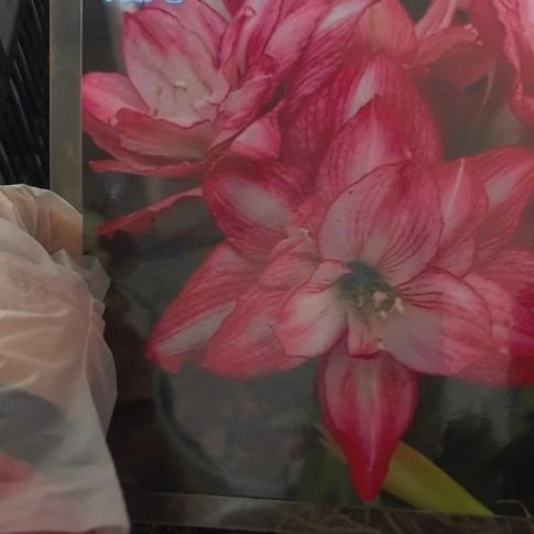 当前无花栽培后可以开花霞光3厘米裸根球
