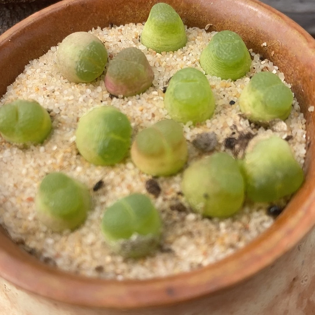 雪茄一棵发货带老皮