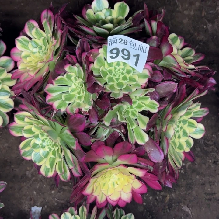 991天和多肉植物