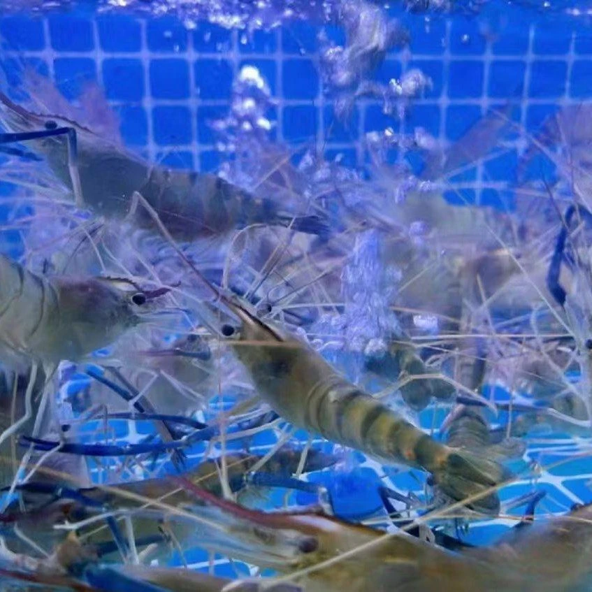 鲜活罗氏虾一斤(中号约10-15支/1斤)淡水精品虾带有虾膏虾黄.虾肉紧实Q弹