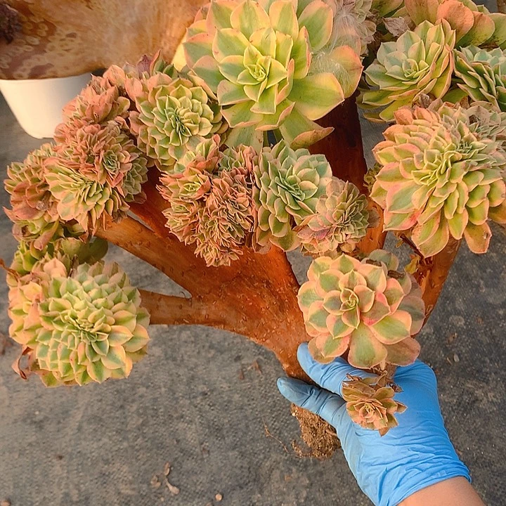 微瑕轮回朵朵脱土发货