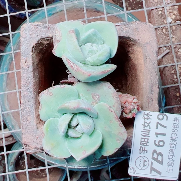 6179泡芙仙女杯多肉瑕疵