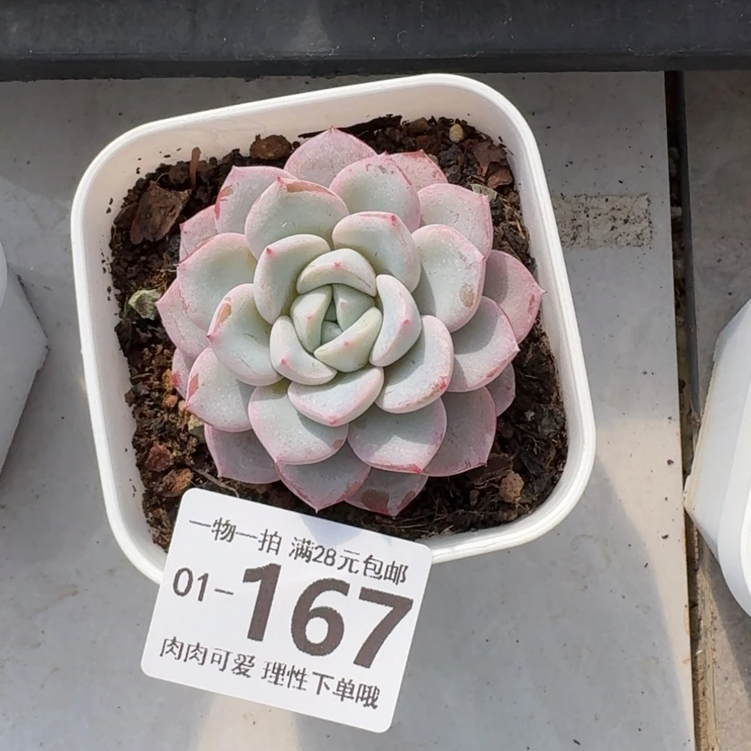 维特无盆土发货无盆土发货无