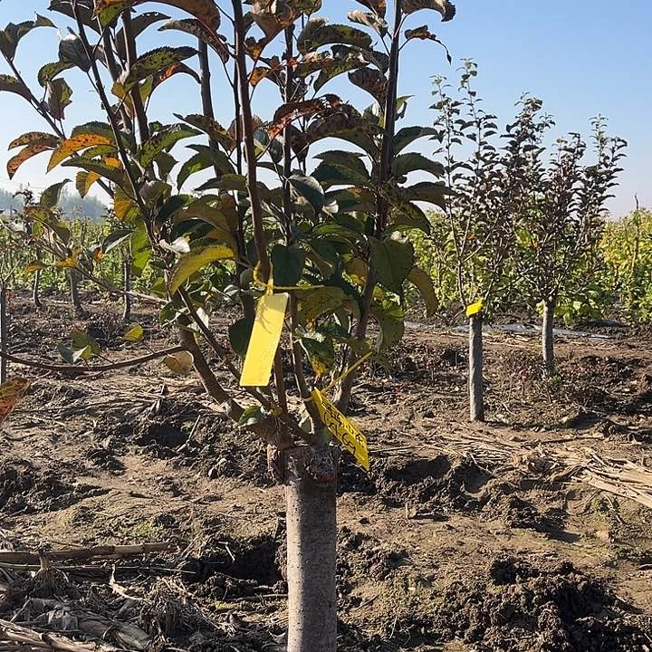 多品苹果树！！！！！！！！！