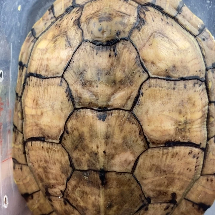 巴西彩龟母66666666