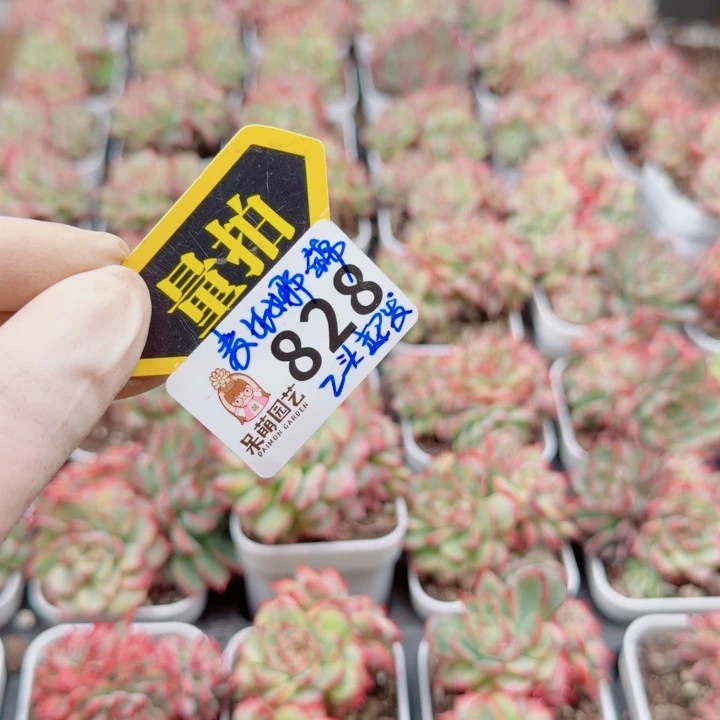 多肉植物多肉植物