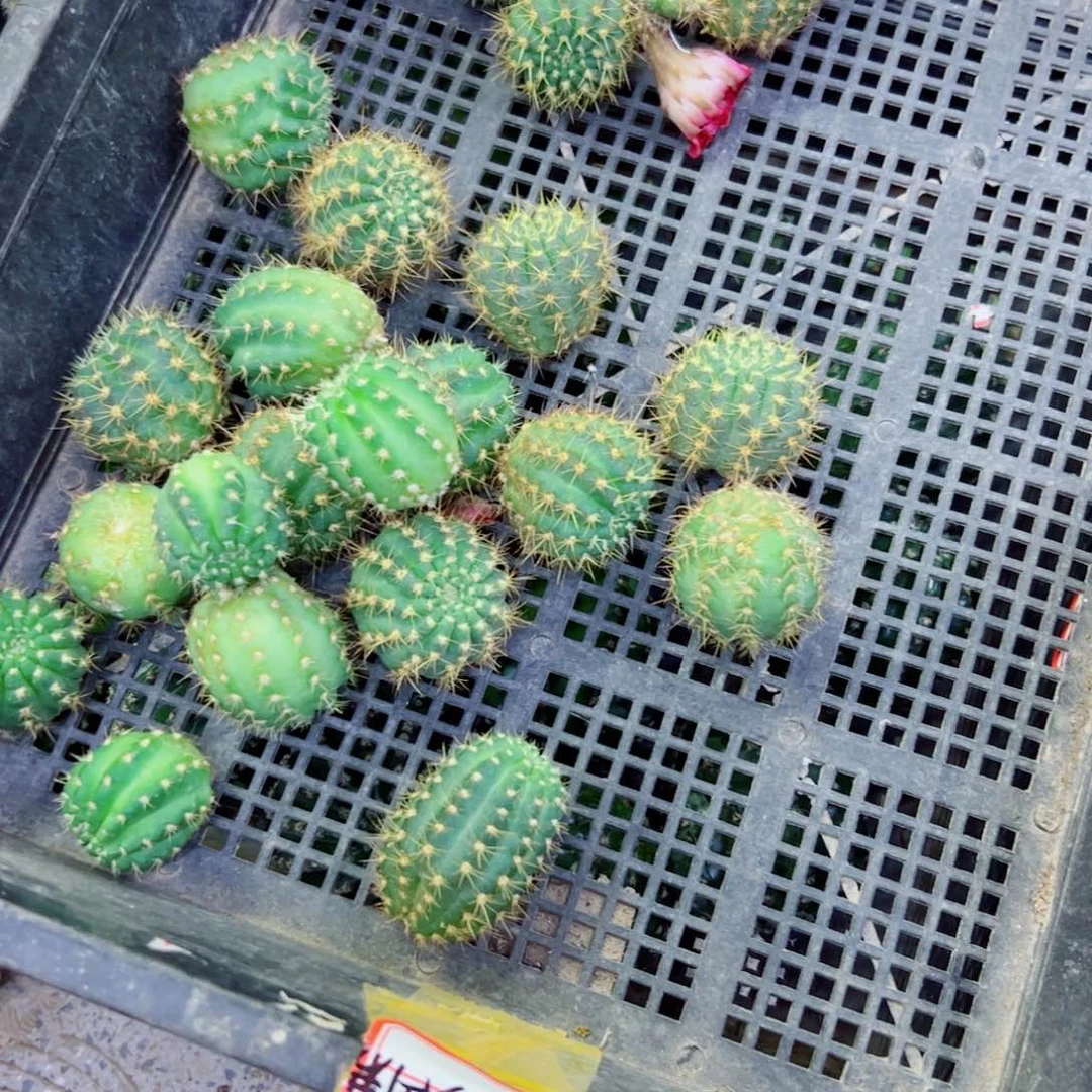 下53新品荷花歪无根侧芽3公分左右20包邮