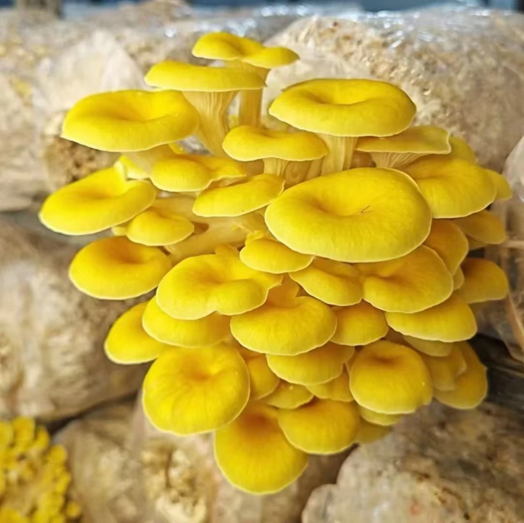 【榆黄蘑菌包】榆黄蘑蘑菇菌包