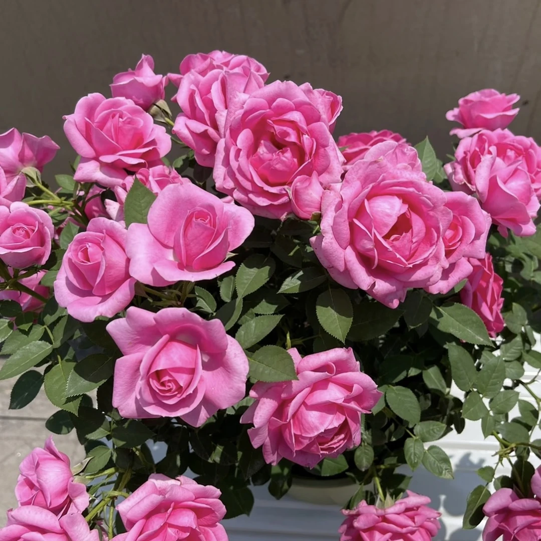 淑女月季花丛生盆栽花卉庭院耐晒耐寒花园植物