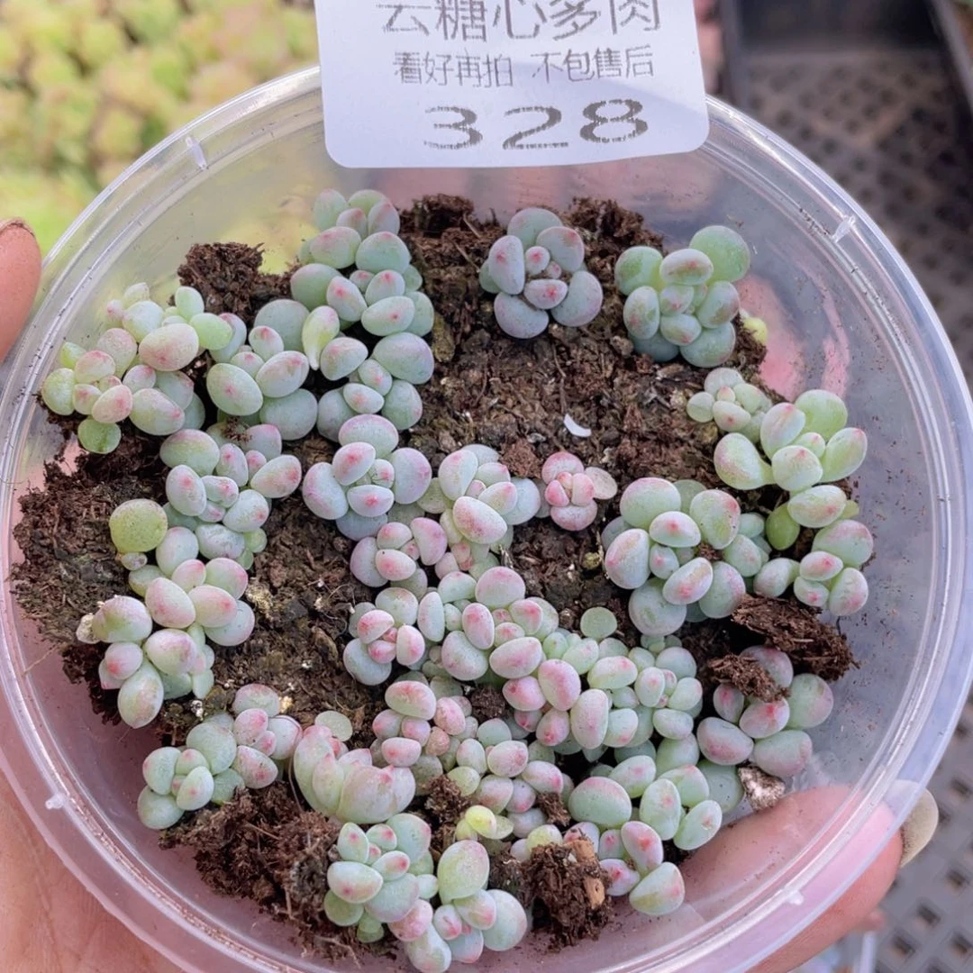 云糖心多肉植物328