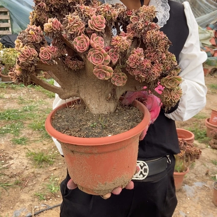 宝***人777女巫缀化老桩老桩伤