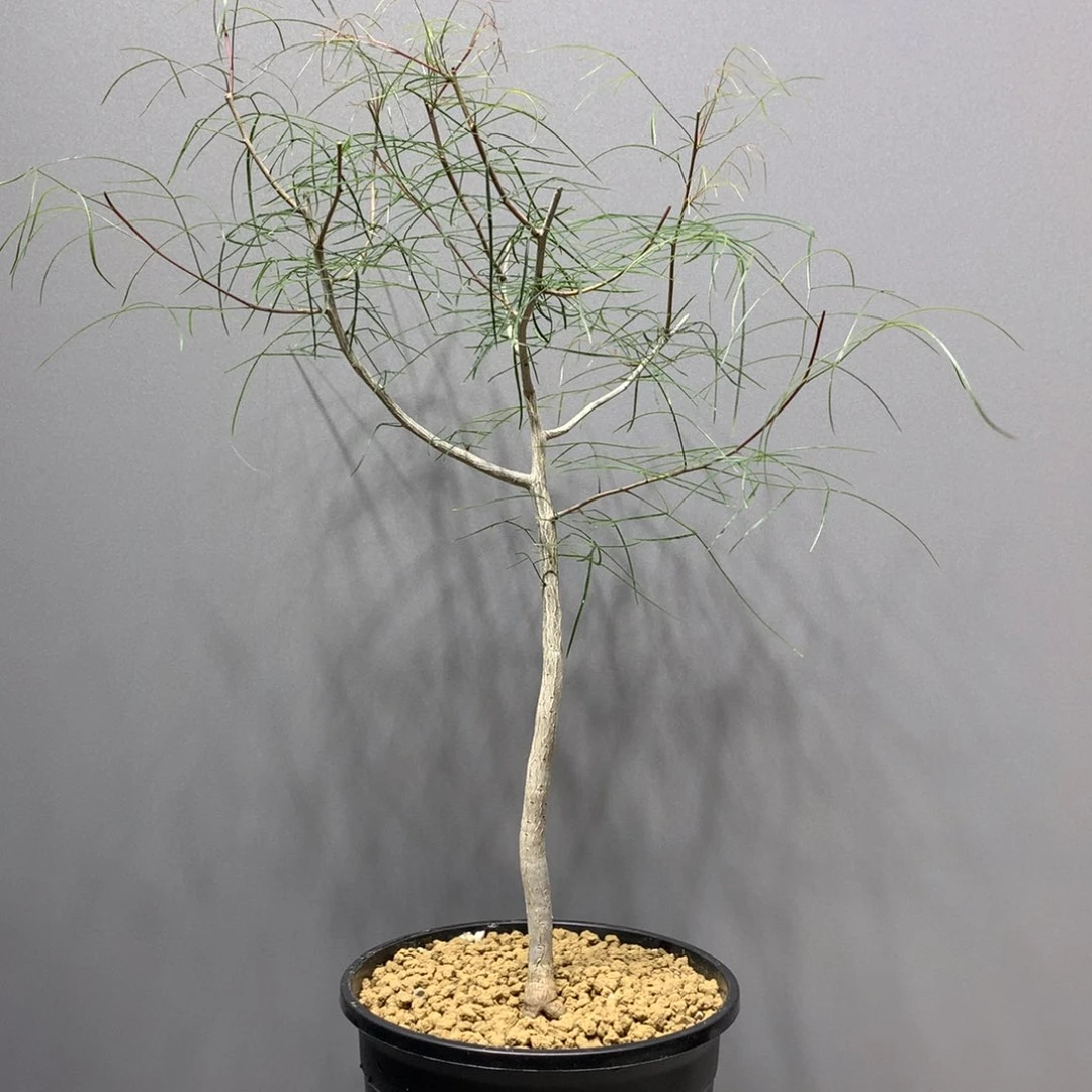 帕卡裂榄实生带盆