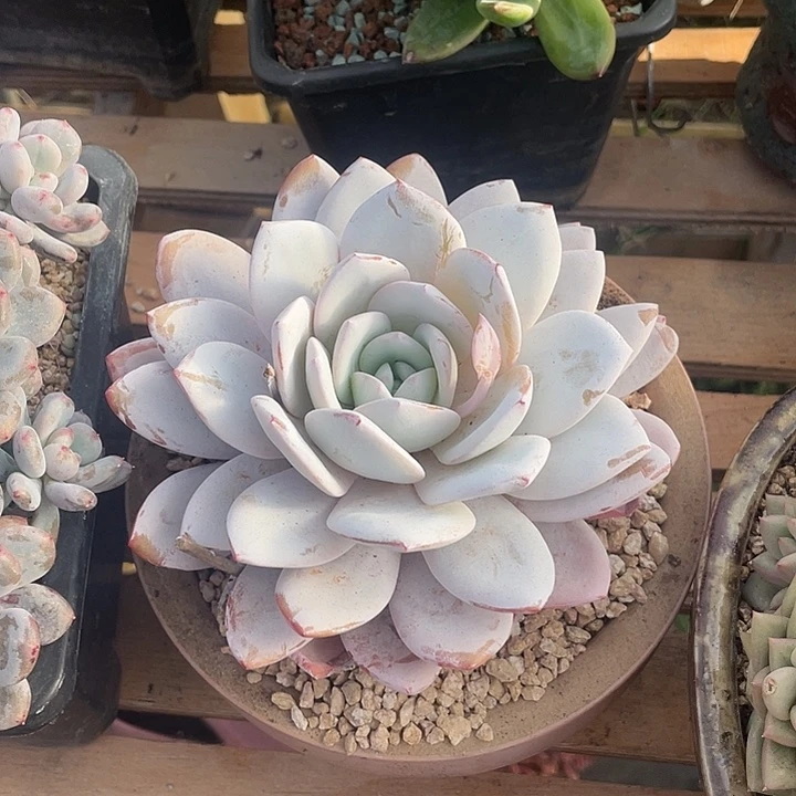 多肉植物肉肉植物