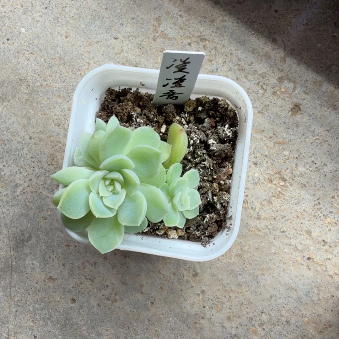 ୧***意凌凌香三头一物一拍233