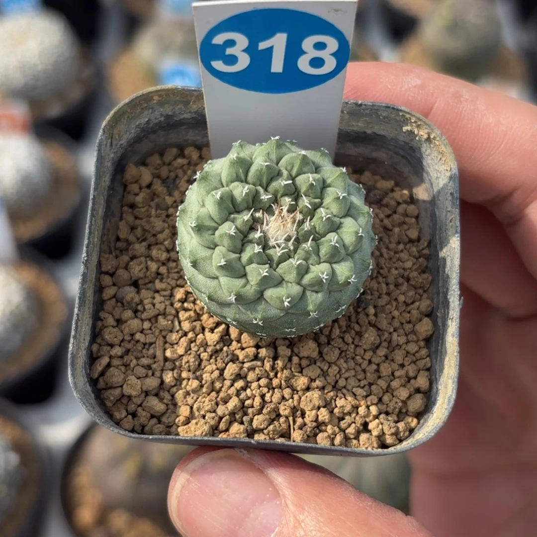 318实生菊水带盆带土发货