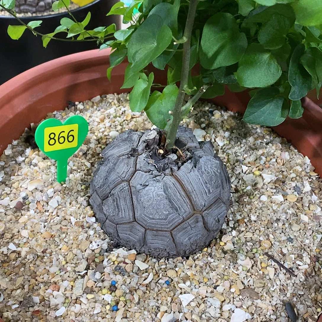 南非龟甲龙龟甲龙