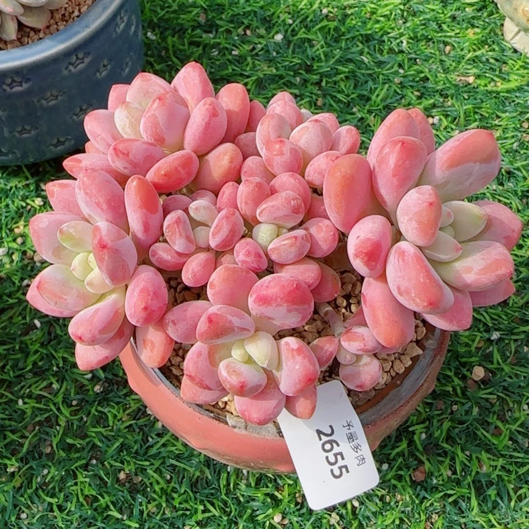 洛神，2655多肉植物