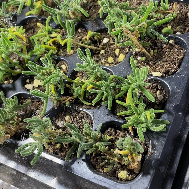 小枝干1元带土发货