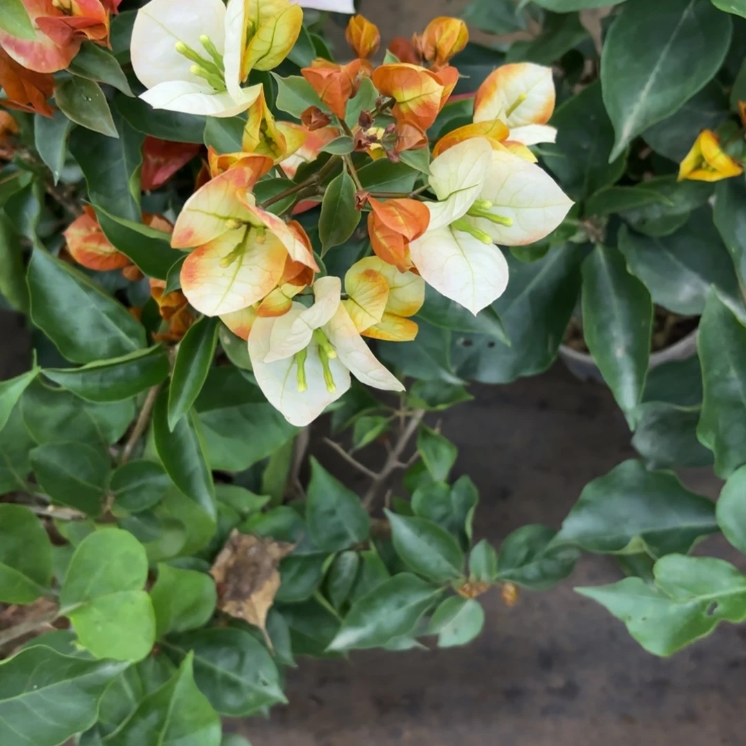 全部花苞（凤凰）三角梅会落花落叶会光杆苗有大有小