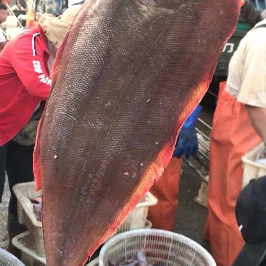 【乐呵专属】A天津渤海湾海捕野生鳎目鱼（鲜鱼速冻）