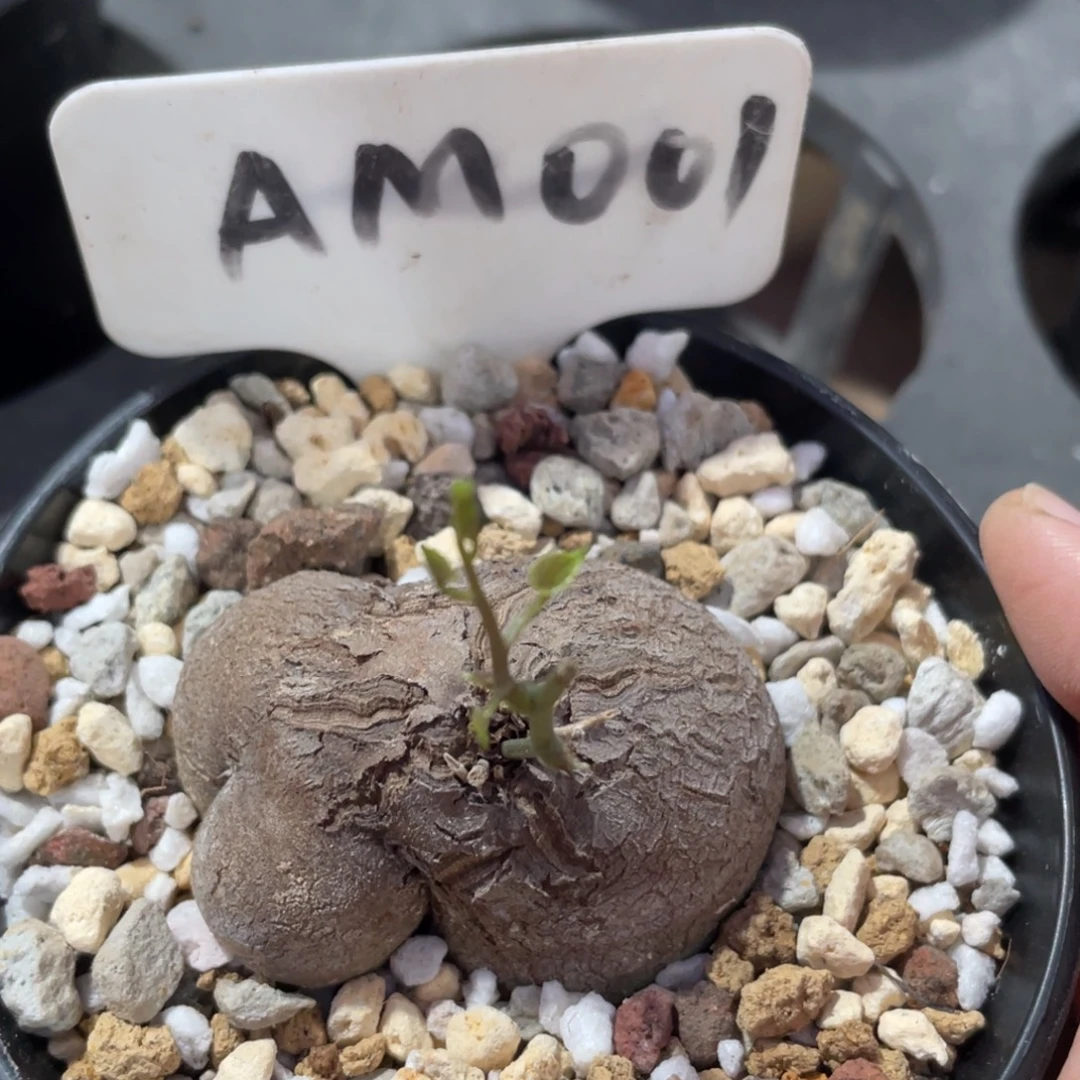 河马形，异形，龟甲龙4.9公分