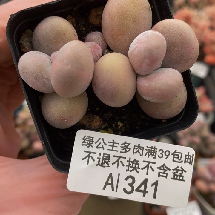 橙奶5cm341多肉植物