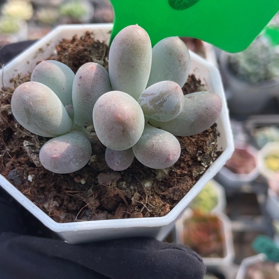 750米可奶多肉植物