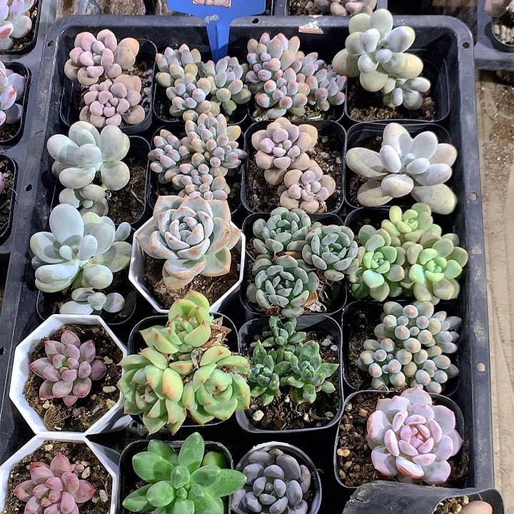 53号多肉植物园艺