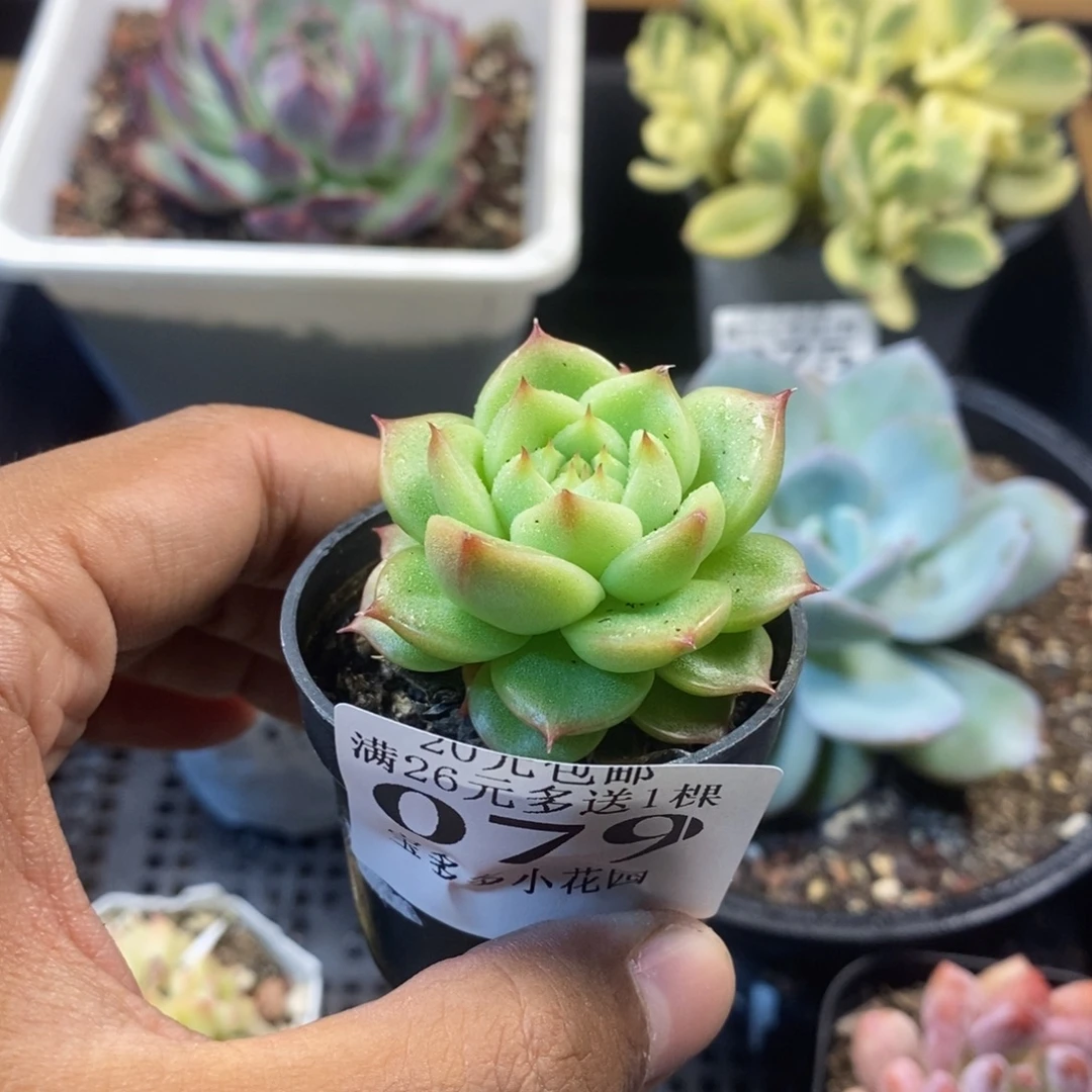 玉玲珑一物一拍满20包邮满26送一颗多肉