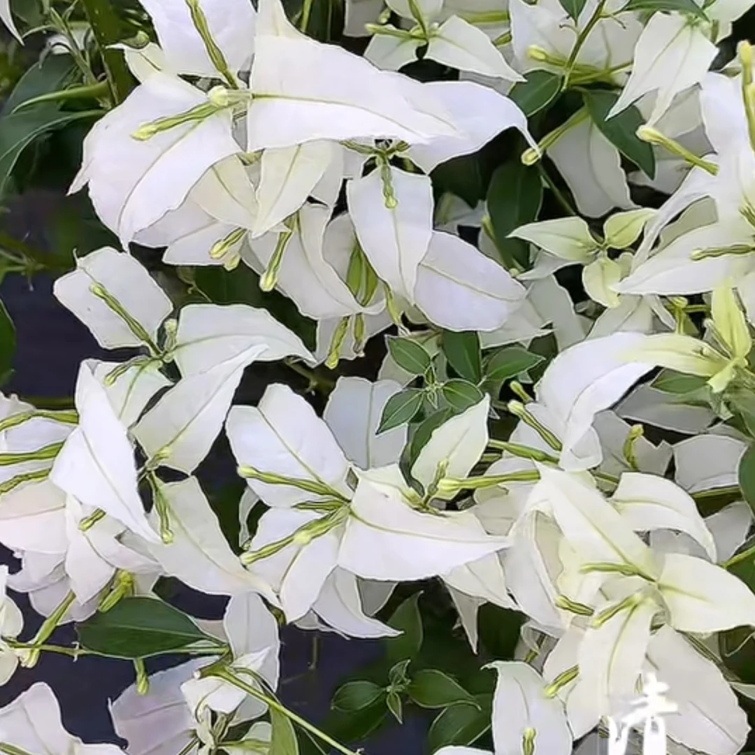 棉兰白—三角梅顺丰包邮带盆带土